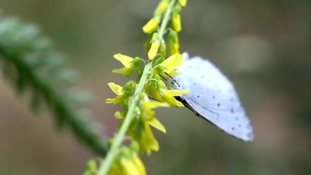 Cabbage butterfly on a flower — Stock Video