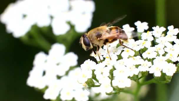 Цветочные мухи пьют нектар из цветка — стоковое видео