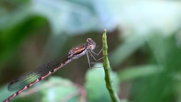 Dragonfly op een stengel van gras — Stockvideo