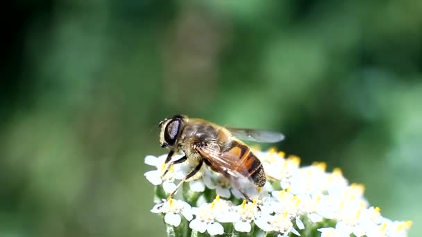 Floral fly drinking nectar from a flower — Stock Video