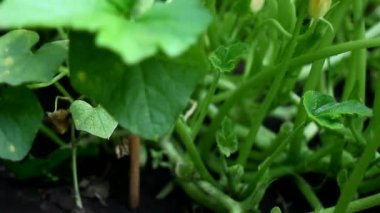 Bir yatakta bahçedeki organik salatalık