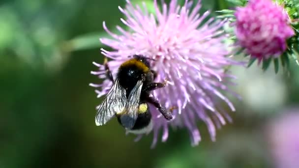 Gran abejorro peludo recoge el néctar de una flor — Vídeo de stock