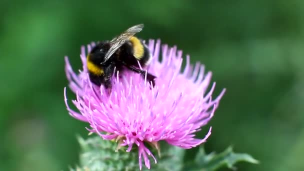 Grote harige bumble bee verzamelt nectar uit een bloem — Stockvideo