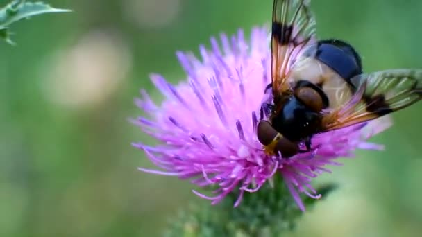 Floral mosca beber néctar de flor — Vídeo de Stock