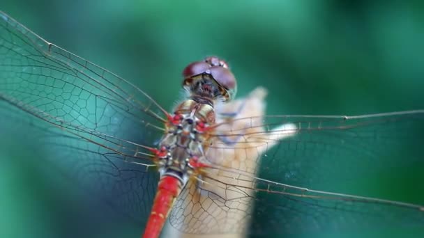 Dragonfly on a wooden peg in the garden — Stock Video