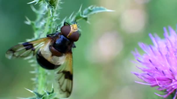 Floral Volar beber néctar de la flor — Vídeos de Stock