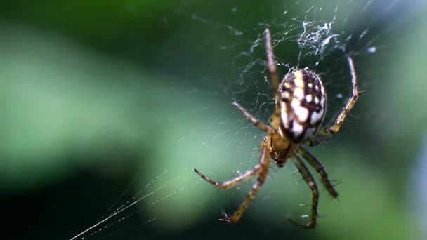 Spindel på webben leder jakten — Stockvideo