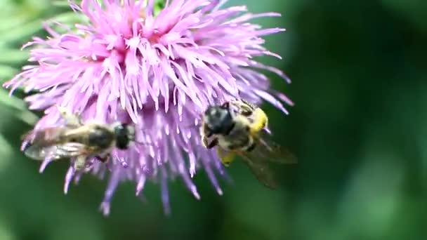 Wild bees collect nectar from flower — Stock Video