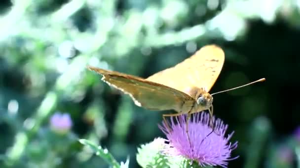 Farfalla gialla beve nettare da un fiore — Video Stock