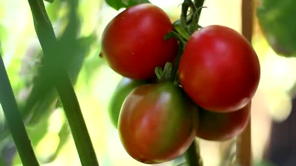 Rijpe biologische tomaten — Stockvideo