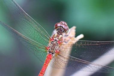 Yusufçuk bahçedeki ahşap bir peg üzerinde