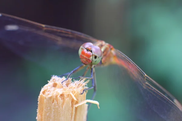 Libelle auf einem Holzpflock im Garten — Stockfoto