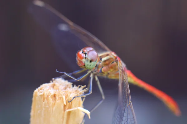 Libelle auf einem Holzpflock im Garten — Stockfoto