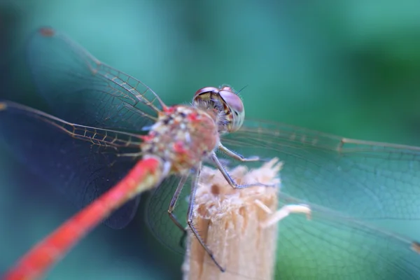 Libelle auf einem Holzpflock im Garten — Stockfoto