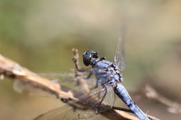 Libelle auf einem Holzpflock im Garten — Stockfoto