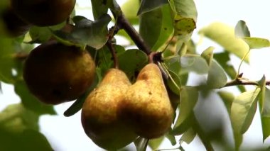 Bahçede bir ağaçta olgun armut