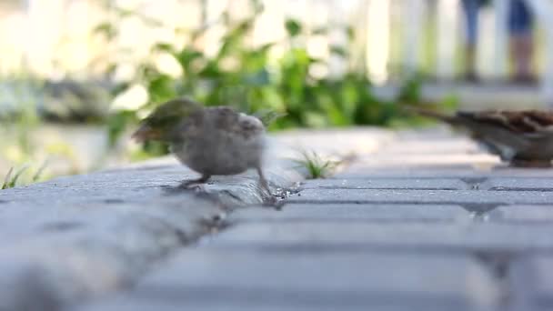 Flock of sparrows on a sidewalk in the park — Stock Video