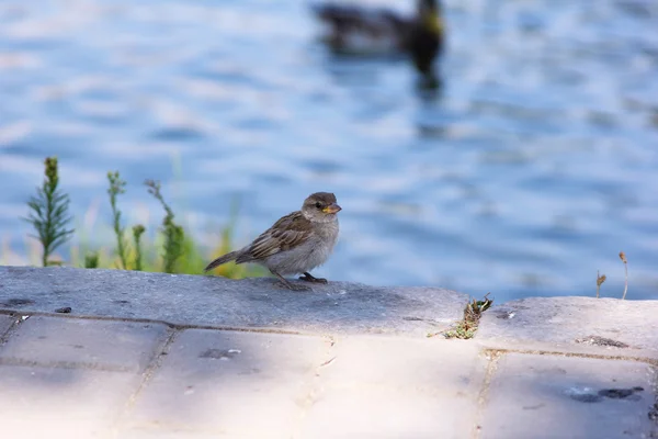 Sparrow na rybníku v městském parku — Stock fotografie