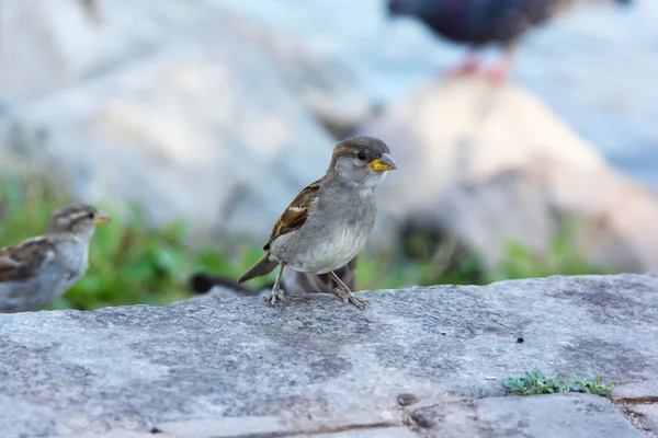 Sparrow på en damm i en stadspark — Stockfoto