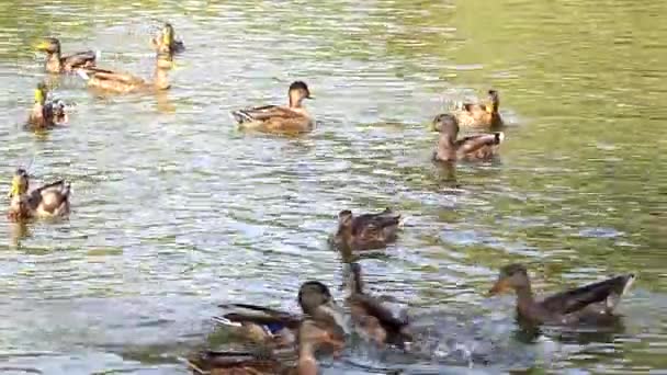 Patos salvajes en el estanque de la ciudad — Vídeos de Stock