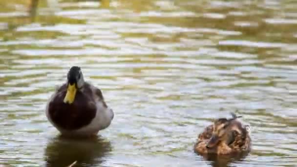 Patos salvajes en el estanque de la ciudad — Vídeo de stock
