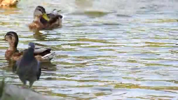 Patos salvajes en el estanque de la ciudad — Vídeos de Stock