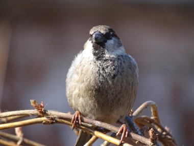 Parkta ağaç serçesi