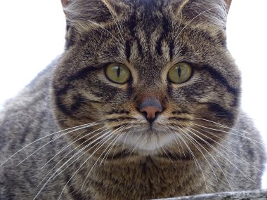 Güzel büyük kedi.