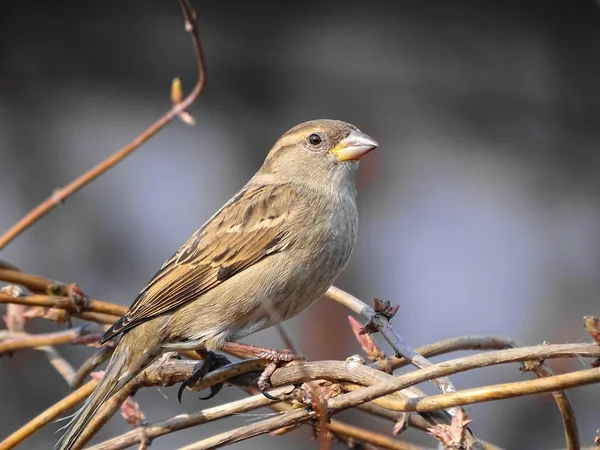 Mus op een boom in het park — Stockfoto