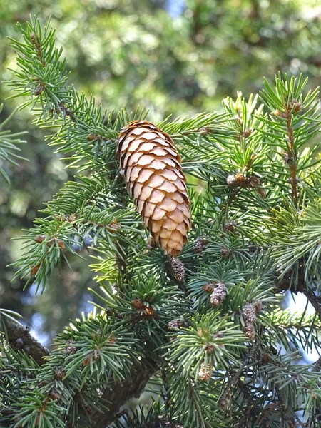 Épinette aux cônes — Photo