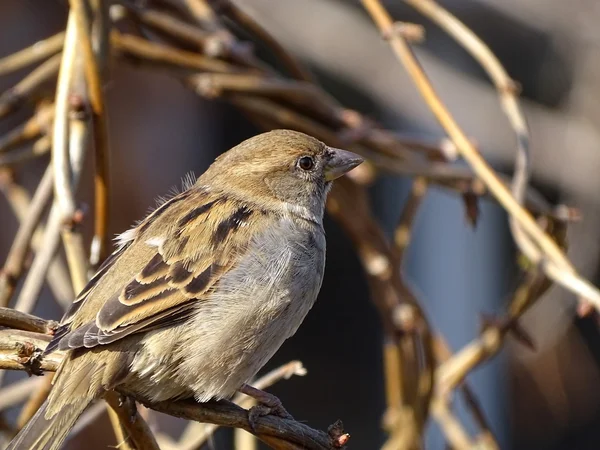 Parkta ağaç serçesi