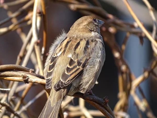 Sparrow na strom v parku — Stock fotografie