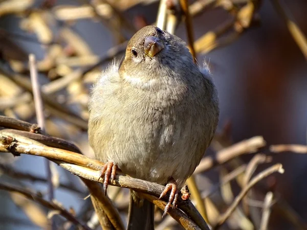 Sparrow na strom v parku — Stock fotografie