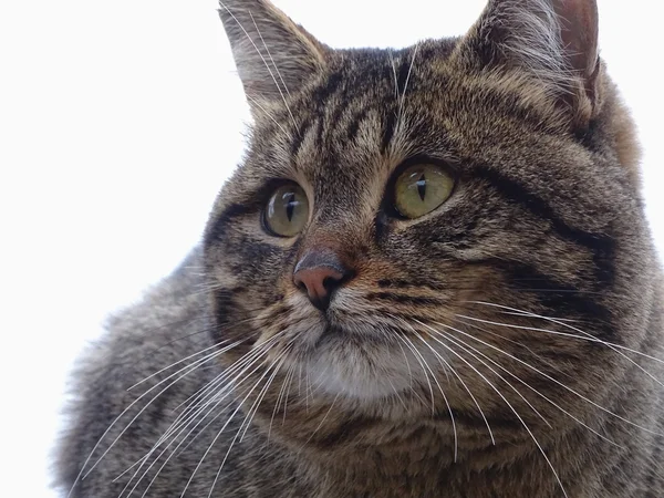 Güzel büyük kedi.