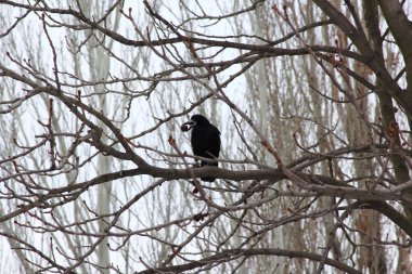 bir ağaçtaki karga