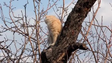 Ağaçtaki kedi
