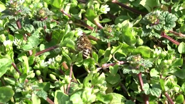 La abeja recoge el néctar — Vídeo de stock