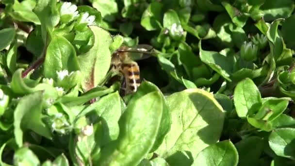 L'ape raccoglie il nettare — Video Stock