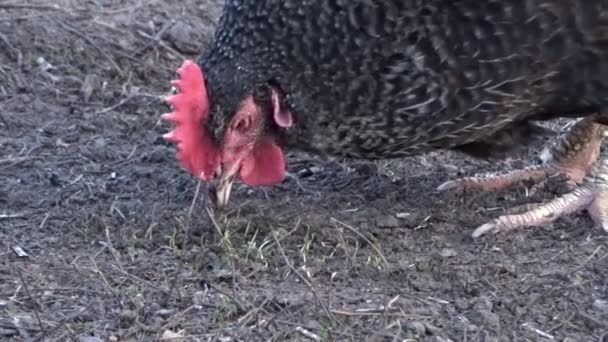 Kycklingar i en trädgård — Stockvideo