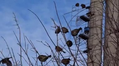 Ağaçtaki serçeler