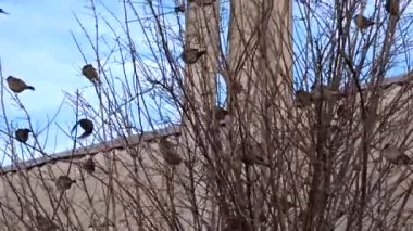 Ağaçtaki serçeler