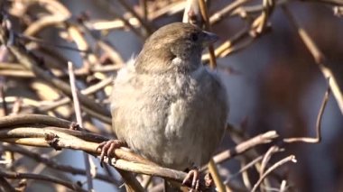 Ağaçtaki serçeler