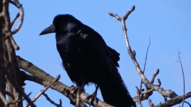 Corbeau sur un arbre — Video