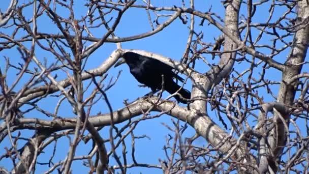 Corvo su un albero — Video Stock