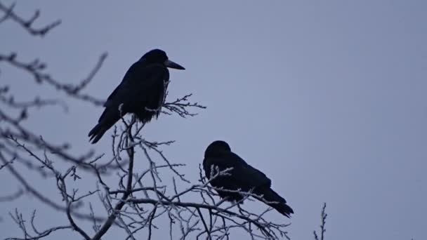 Crow on a tree — Stock Video