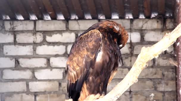 动物园里的鹰 — 图库视频影像