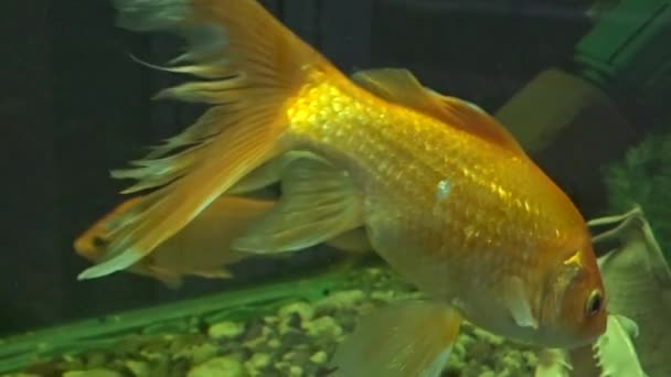 이국적 인 물고기 — 비디오