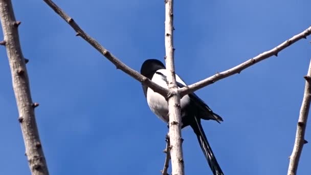 Magpie on a tree — Stock Video