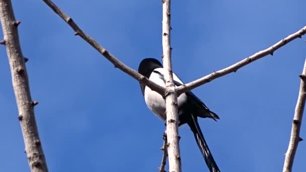 Urraca en un árbol — Vídeo de stock