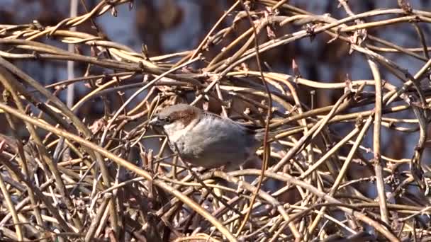 Sparrow op een boom — Stockvideo